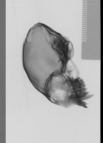 Media type: image;   Mammalogy 19797 Description: lateral;